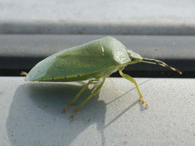 Green stink bug 