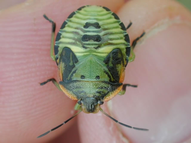 Green stink bug nymph