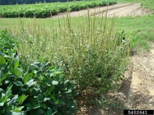 Cover photo for Palmer Amaranth Control in Soybeans