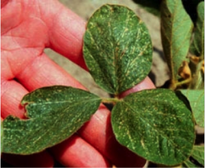 Cover photo for Feeding on Seedling Soybeans