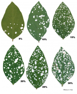 Cover photo for Current Soybean Insect Thesholds- Note That Stink Bug Sweep Net Threshold Changed in 2013