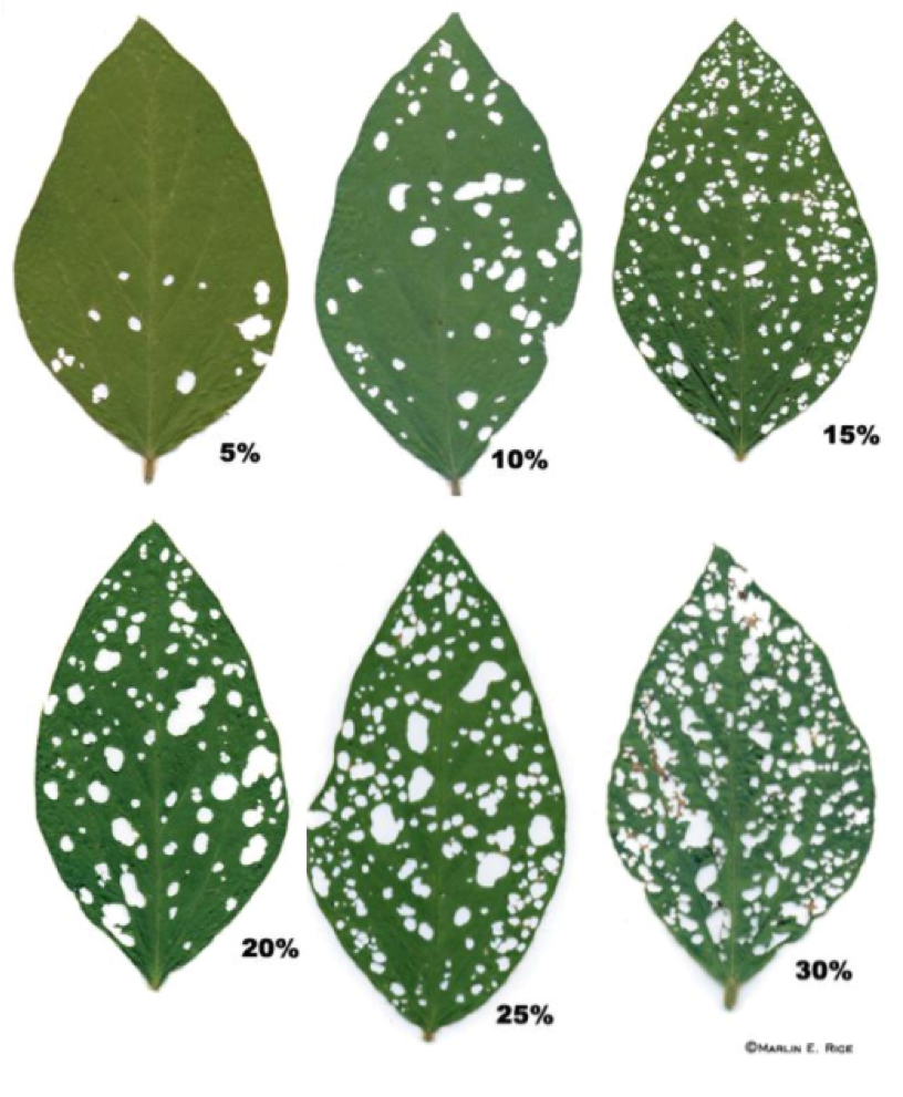 leaves showing range of defoliation from 5 to 30%