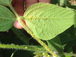 Cover photo for Soybean Aphid in North Carolina?