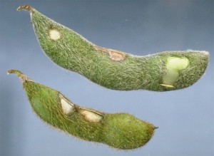 Cover photo for Finishing Up Soybean Insects- Stink Bugs and Bean Leaf Beetle