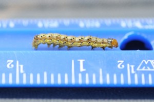 Cover photo for Insecticide Spray Considerations for Worms in Cotton, Sorghum and Soybean