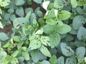 Cover photo for Treating Earworms Defoliating Soybeans Prior to Bloom and Eating Flowers During Bloom