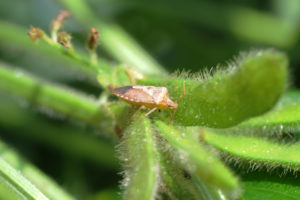 BSB feeding on pod- SR