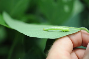 Cover photo for Soybean Looper Thresholds and Insecticide Recommendation