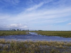 flooded soybean field