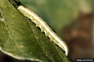 Cover photo for Velvetbean Caterpillar Defoliating Soybeans in Piedmont