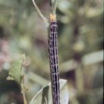Image of velvetbean caterpillars