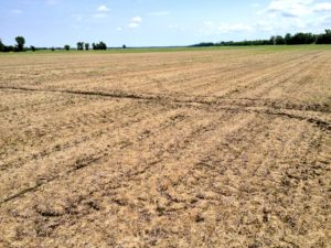 Cover photo for Save Money and Slow Resistance by Skipping Insecticidal Seed Treatments in Soybean