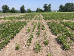 Cover photo for Fungicidal Seed Treatments in Early Planted Soybeans: 2019 Research Update