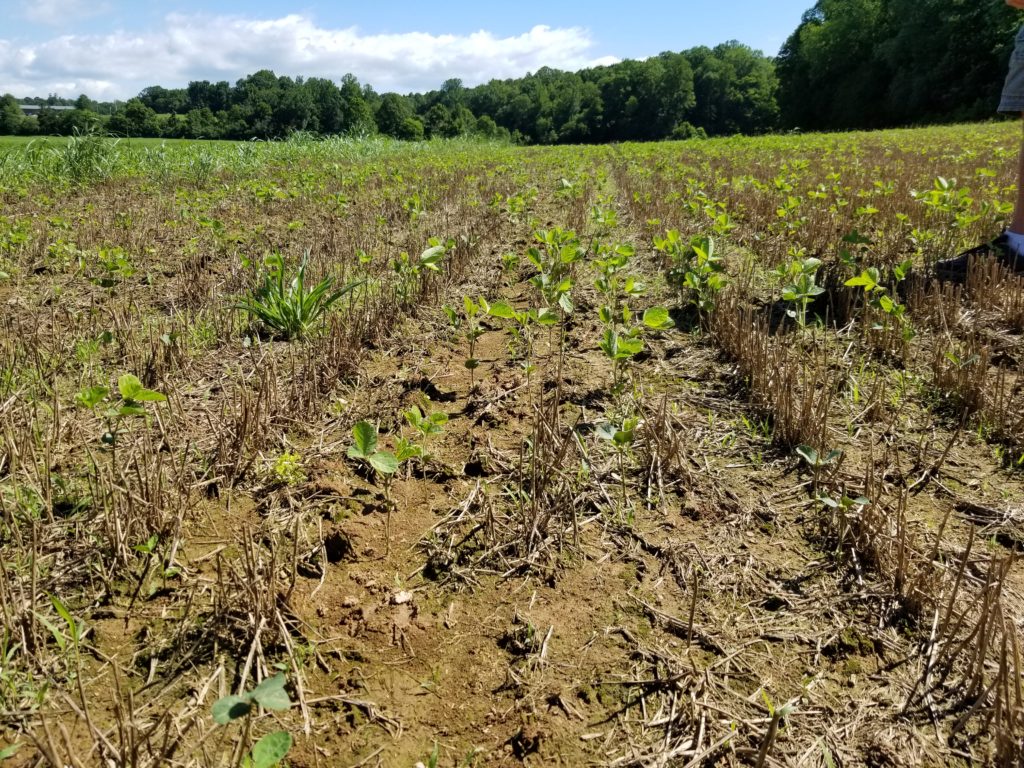 Field with diseased plants