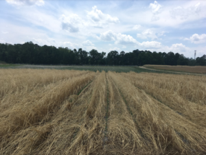 Soybean field