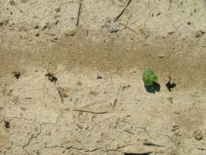 Cover photo for Failed Cotton Stand....Now What? (Cahoon and Everman)