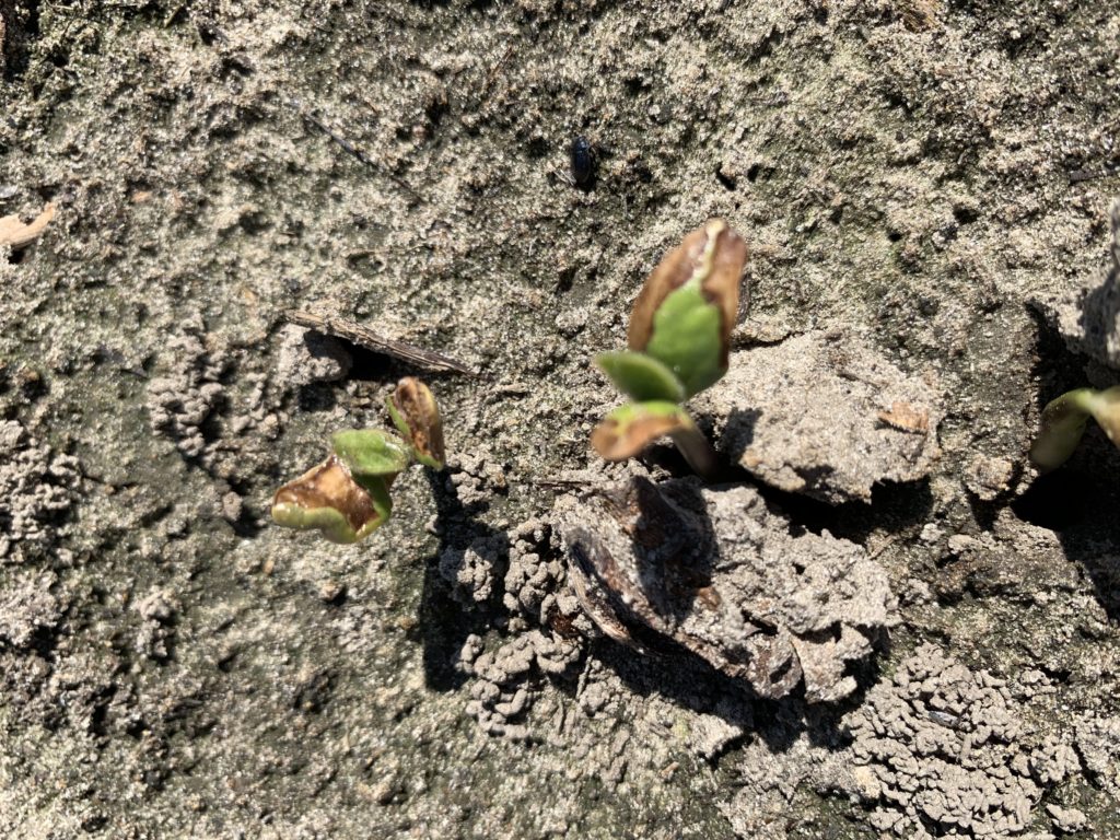 Soybean plants