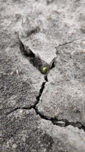 Cover photo for Planting Soybeans With Cool Weather on the Horizon
