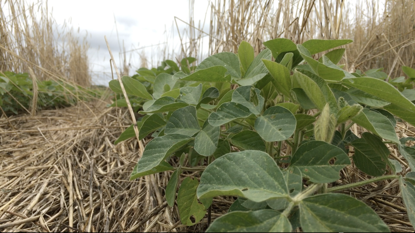 Soybeans | NC State Extension