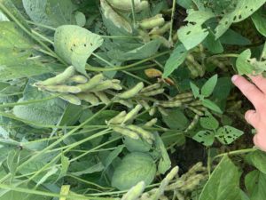 Cover photo for Late-Season Soybean Management Webinar 9/29/21