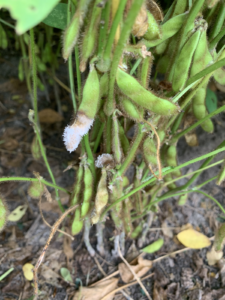 Cover photo for 2020 Production Update: Soybean Pod Damage
