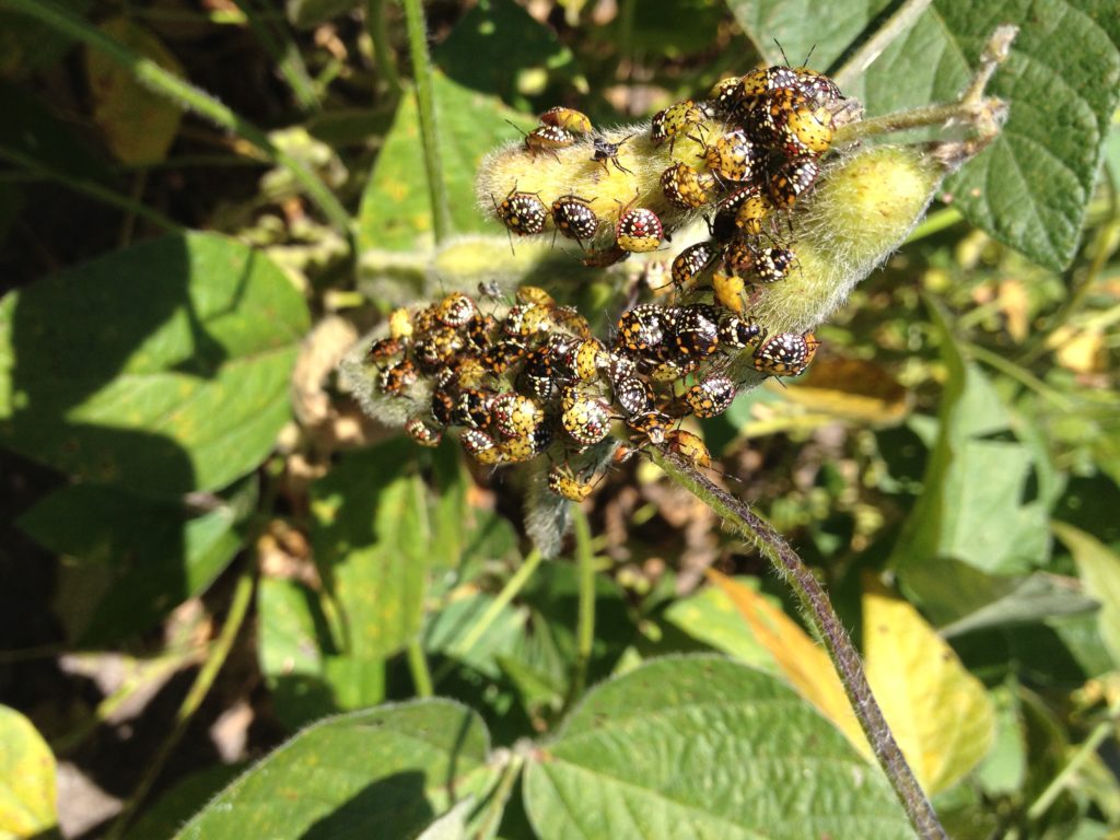 Video: How Do I Manage Stink Bugs in Soybeans? | NC State Extension