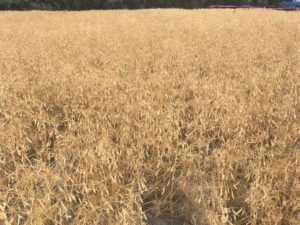 Grain Pea field