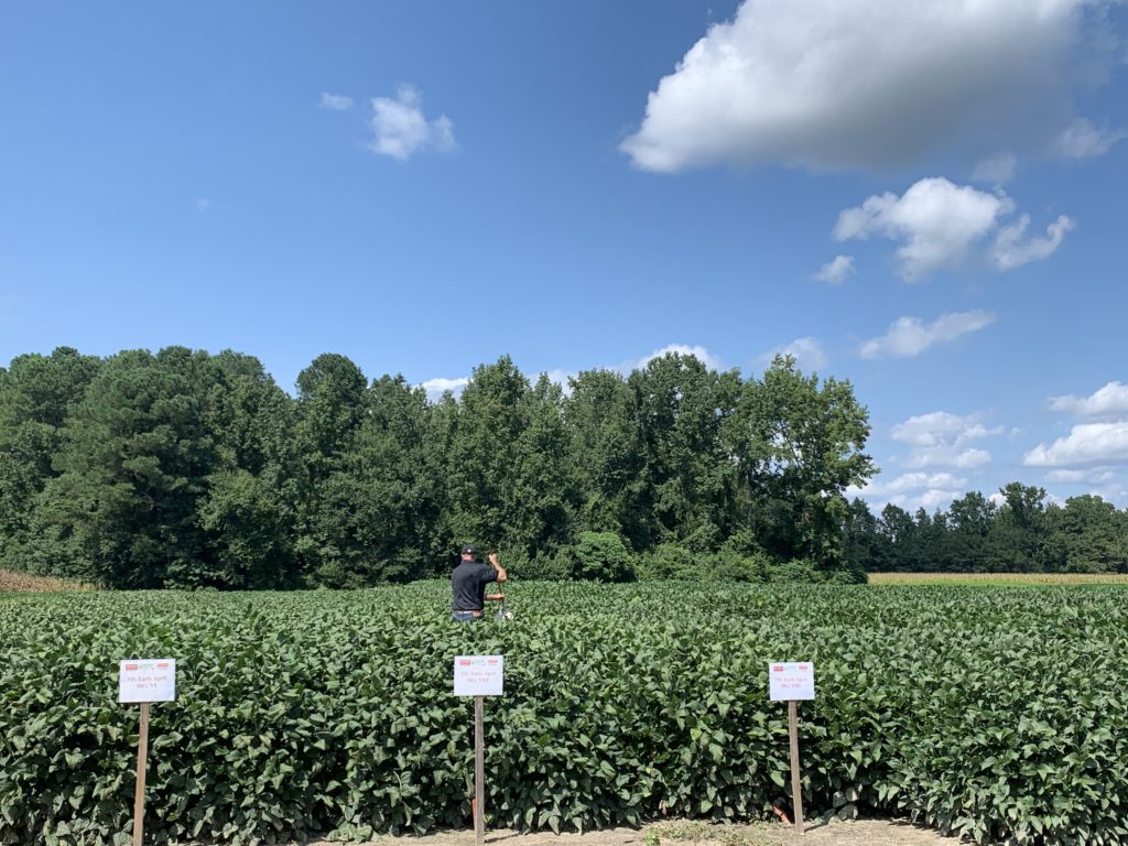 Soybean fields