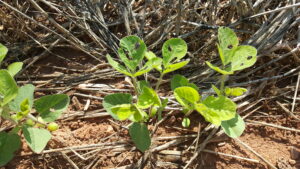 Cover photo for Early Season Soybean Management Webinar 4/1/21