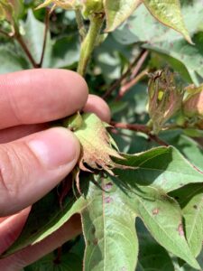 Cover photo for Should You Stop Treating Cotton for Insects?