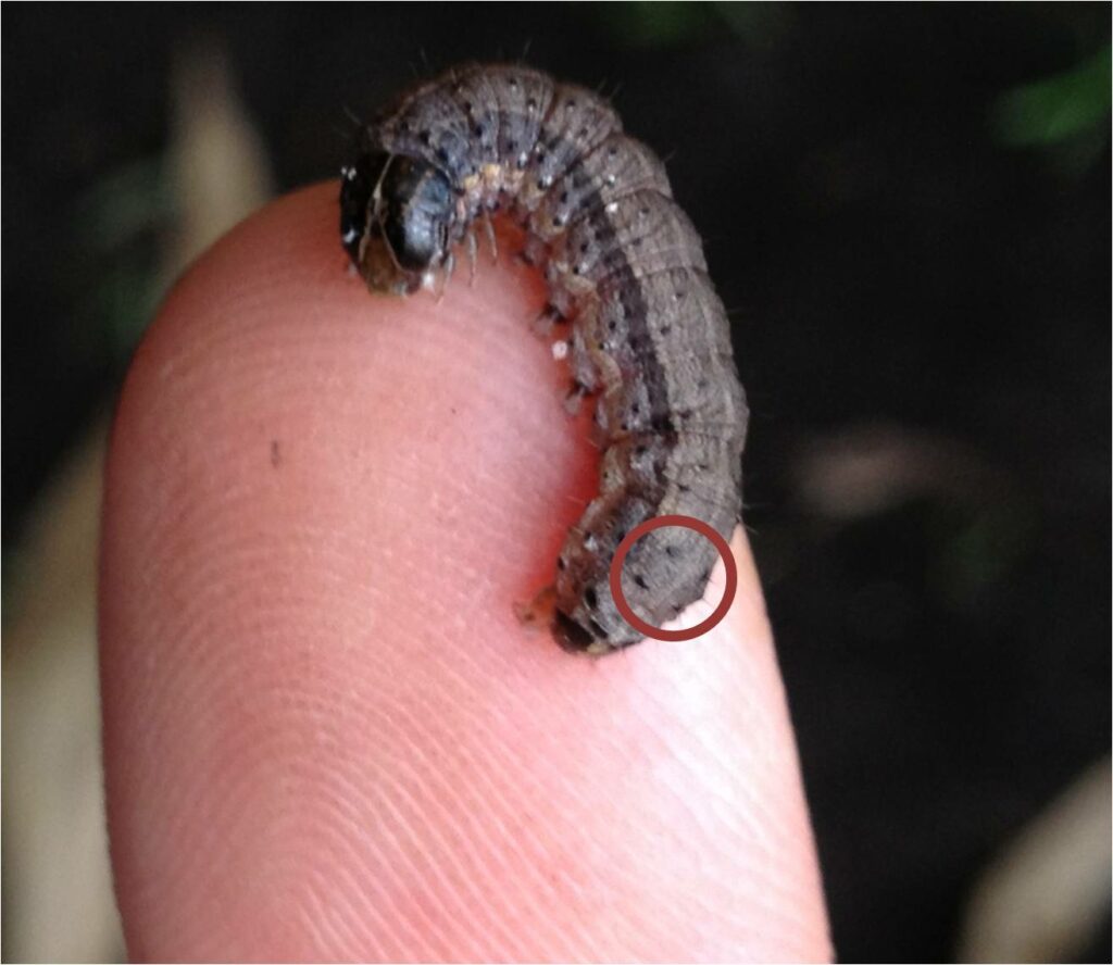 Fall armyworm on a finger
