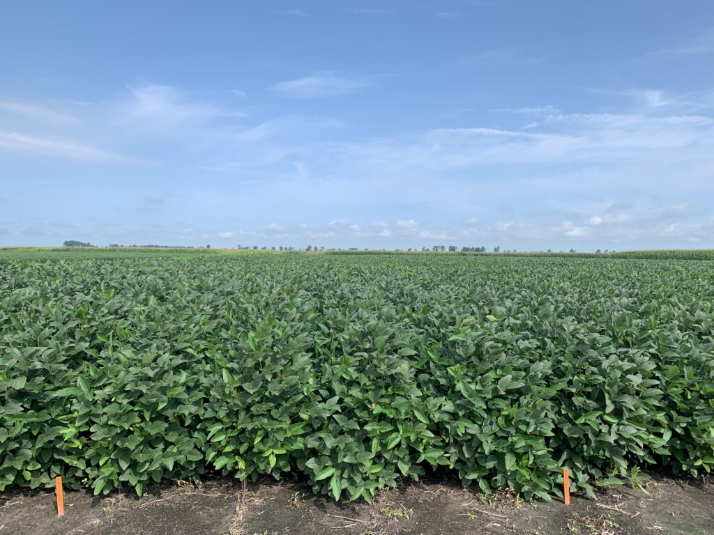 2021 North Carolina Soybean Yield Contest | NC State Extension