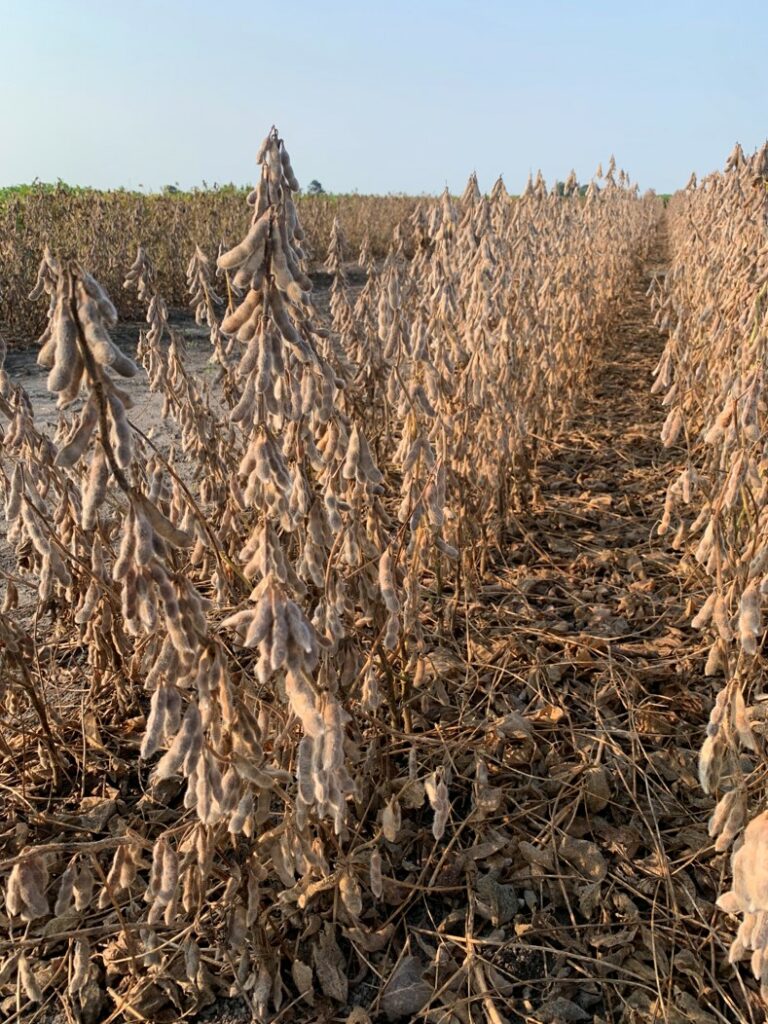 2021 North Carolina Soybean Yield Contest Results | NC State Extension