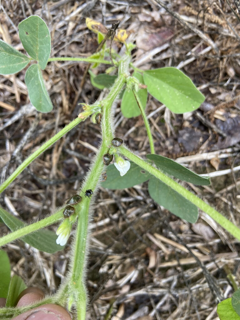 kudzu bug adults on a flowering soybean plant