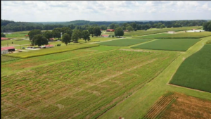 Cover photo for Piedmont Soybean Field Day