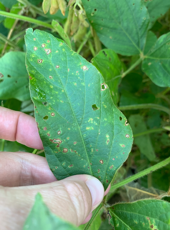 Figure 6. Frogeye leaf spot symptoms in foliar fungicide trial in Sampson county.